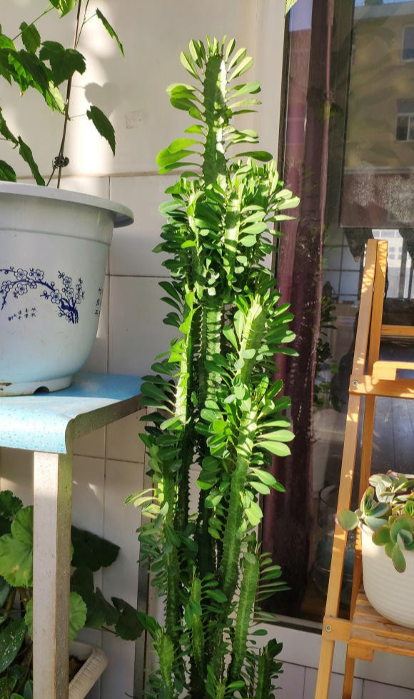 Gần Tết, 3 cây cảnh "điềm lành" nên bố trí trong phòng khách để đón năm mới thịnh vượng - Ảnh 5.