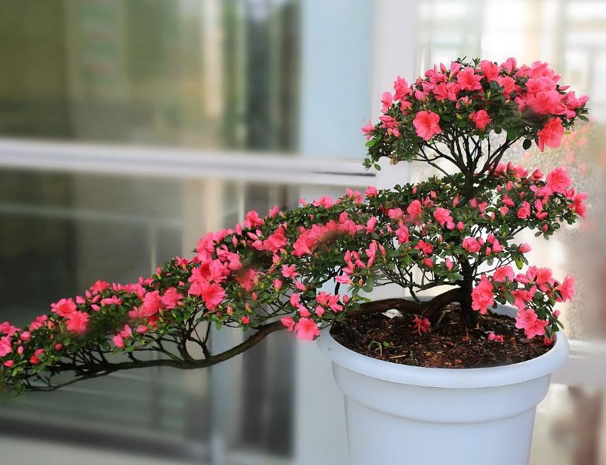 Tết Quý Mão, 3 cây cảnh "điềm lành" nên bố trí trong phòng khách để đón năm mới thịnh vượng - Ảnh 1.