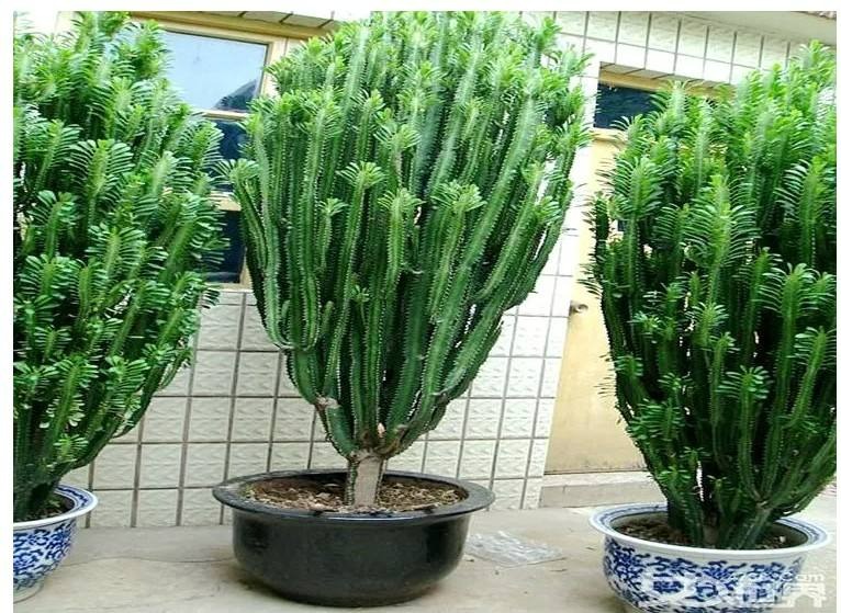 Tết Quý Mão, 3 cây cảnh "điềm lành" nên bố trí trong phòng khách để đón năm mới thịnh vượng - Ảnh 7.