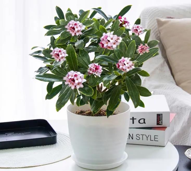 Gần Tết, 3 cây cảnh "điềm lành" nên bố trí trong phòng khách để đón năm mới thịnh vượng - Ảnh 4.