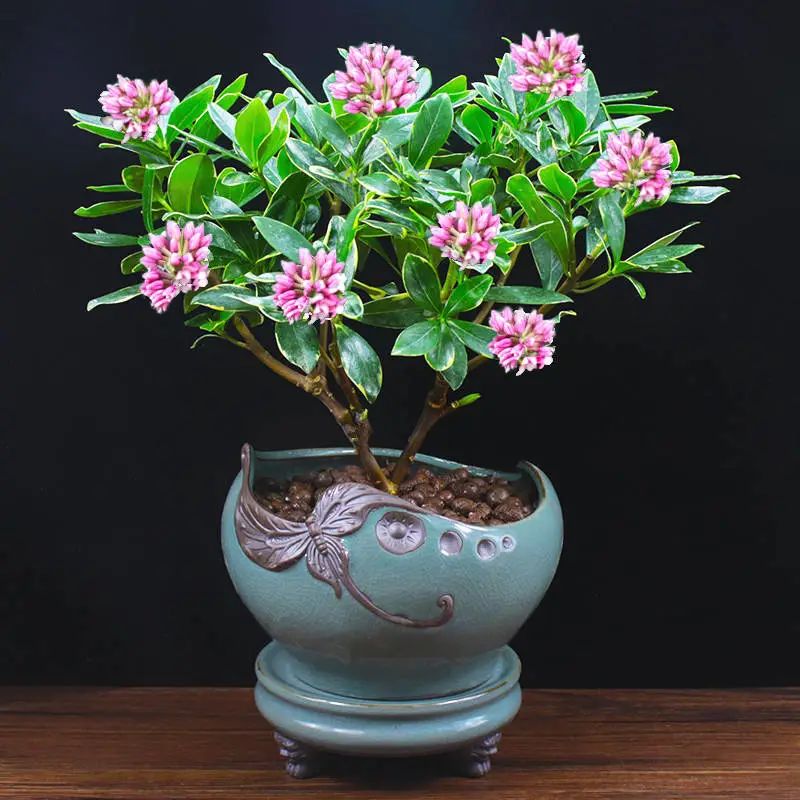 Gần Tết, 3 cây cảnh "điềm lành" nên bố trí trong phòng khách để đón năm mới thịnh vượng - Ảnh 3.