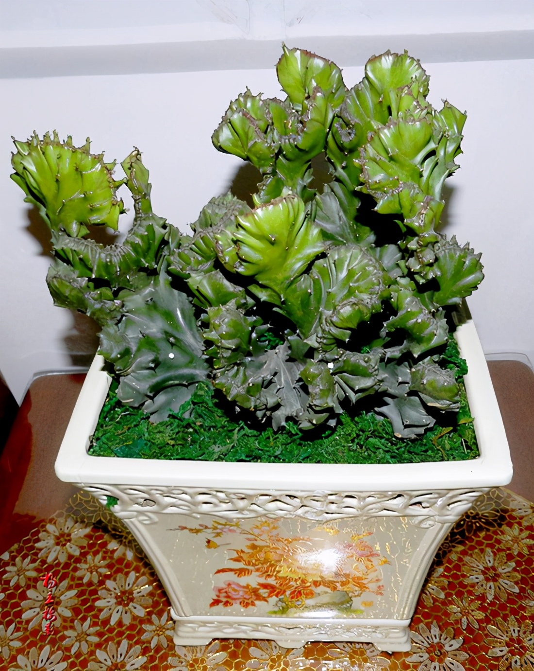 Gần Tết, 3 cây cảnh "điềm lành" nên bố trí trong phòng khách để đón năm mới thịnh vượng - Ảnh 1.