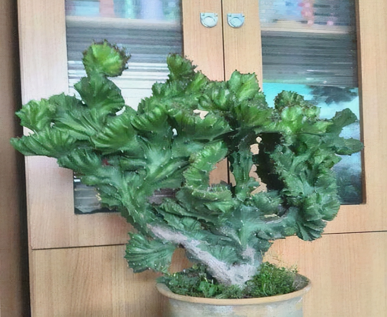 Gần Tết, 3 cây cảnh "điềm lành" nên bố trí trong phòng khách để đón năm mới thịnh vượng - Ảnh 2.