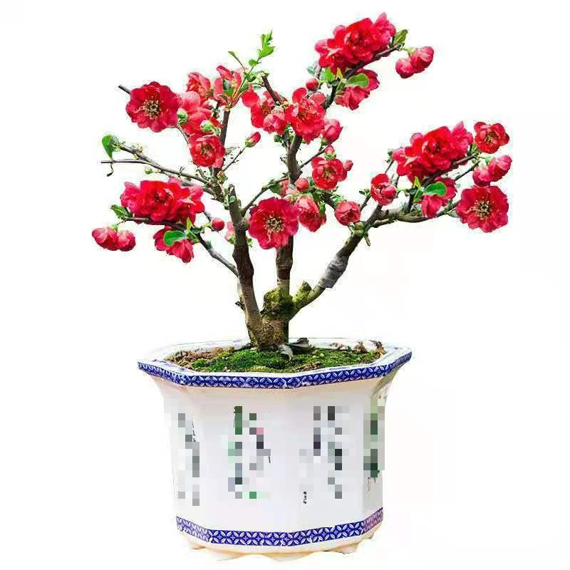 Người xưa nói: "Trồng 4 cây cảnh trong phòng khách, rước lộc vào cửa", nhà giàu nào cũng thích - Ảnh 5. Người xưa nói: "Trồng 4 cây cảnh trong phòng khách, rước lộc vào cửa", nhà giàu nào cũng thích - Ảnh 5.