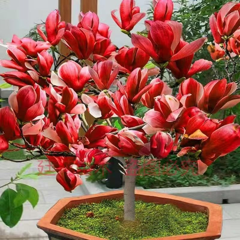 Người xưa nói: "Trồng 4 cây cảnh trong phòng khách, rước lộc vào cửa", nhà giàu nào cũng thích - Ảnh 1. Người xưa nói: "Trồng 4 cây cảnh trong phòng khách, rước lộc vào cửa", nhà giàu nào cũng thích - Ảnh 1.