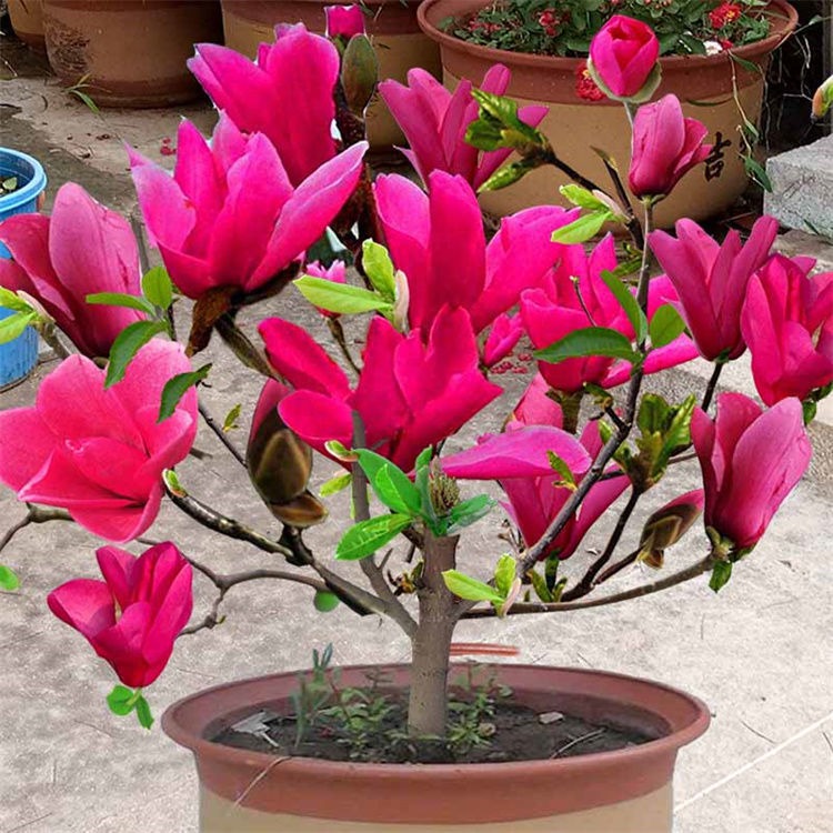Người xưa nói: "Trồng 4 cây cảnh trong phòng khách, rước lộc vào cửa", nhà giàu nào cũng thích - Ảnh 3. Người xưa nói: "Trồng 4 cây cảnh trong phòng khách, rước lộc vào cửa", nhà giàu nào cũng thích - Ảnh 3.
