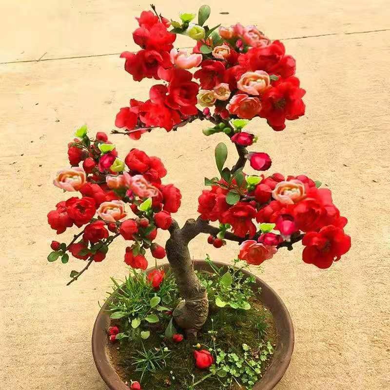 Người xưa nói: "Trồng 4 cây cảnh trong phòng khách, rước lộc vào cửa", nhà giàu nào cũng thích - Ảnh 4. Người xưa nói: "Trồng 4 cây cảnh trong phòng khách, rước lộc vào cửa", nhà giàu nào cũng thích - Ảnh 4.