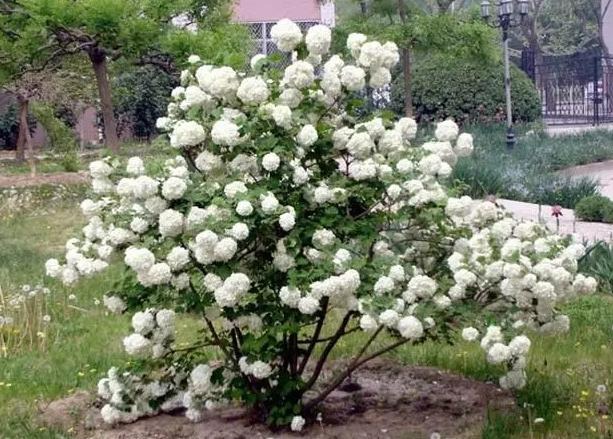 Nhà có 4 cây cảnh, con cháu phú quý, gia đình sung túc, cực thích hợp bày trong năm mới - Ảnh 3. Nhà có 4 cây cảnh, con cháu phú quý, gia đình sung túc, cực thích hợp bày trong năm mới - Ảnh 3.