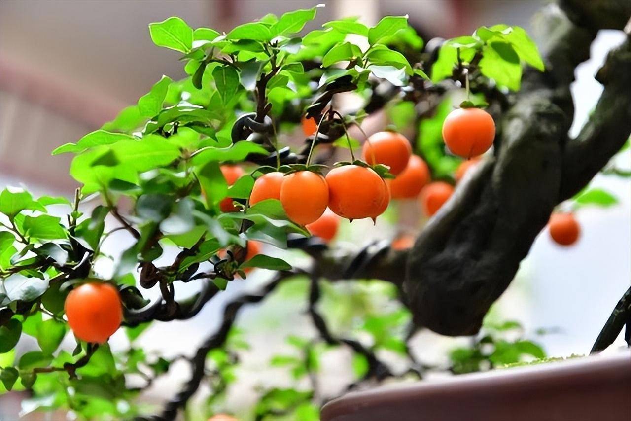 Nhà có 4 cây cảnh, con cháu phú quý, gia đình sung túc, cực thích hợp bày trong năm mới - Ảnh 1. Nhà có 4 cây cảnh, con cháu phú quý, gia đình sung túc, cực thích hợp bày trong năm mới - Ảnh 1.