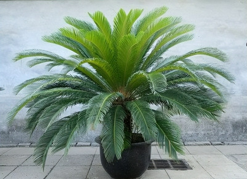 Người xưa nói: "Vạn tuế ngàn năm nở hoa, vạn năm đâm chồi này lộc", năm mới bày cây cảnh này mọi sự tốt lành - Ảnh 2.