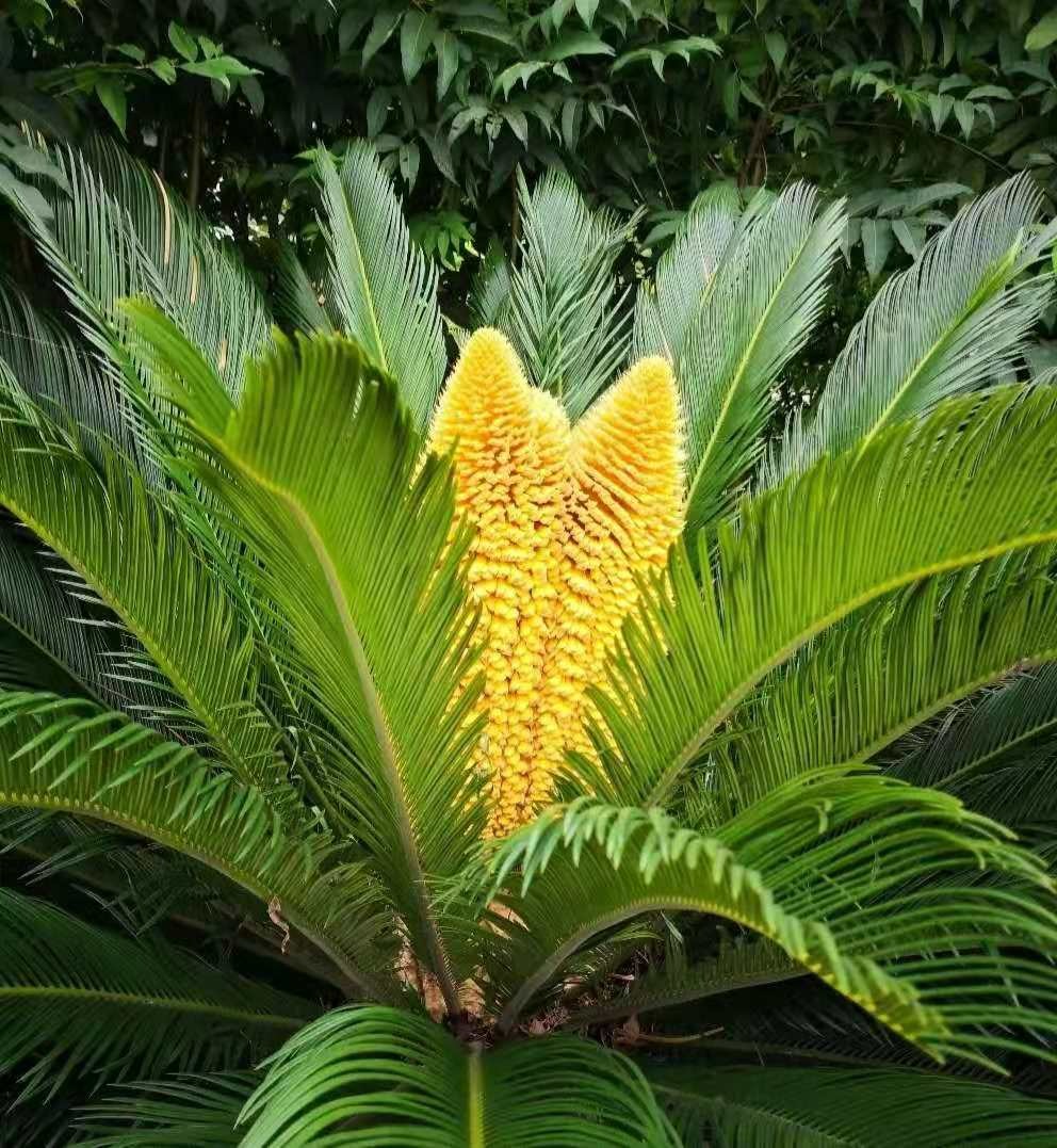 Người xưa nói: "Vạn tuế ngàn năm nở hoa, vạn năm đâm chồi này lộc", năm mới bày cây cảnh này mọi sự tốt lành - Ảnh 7.