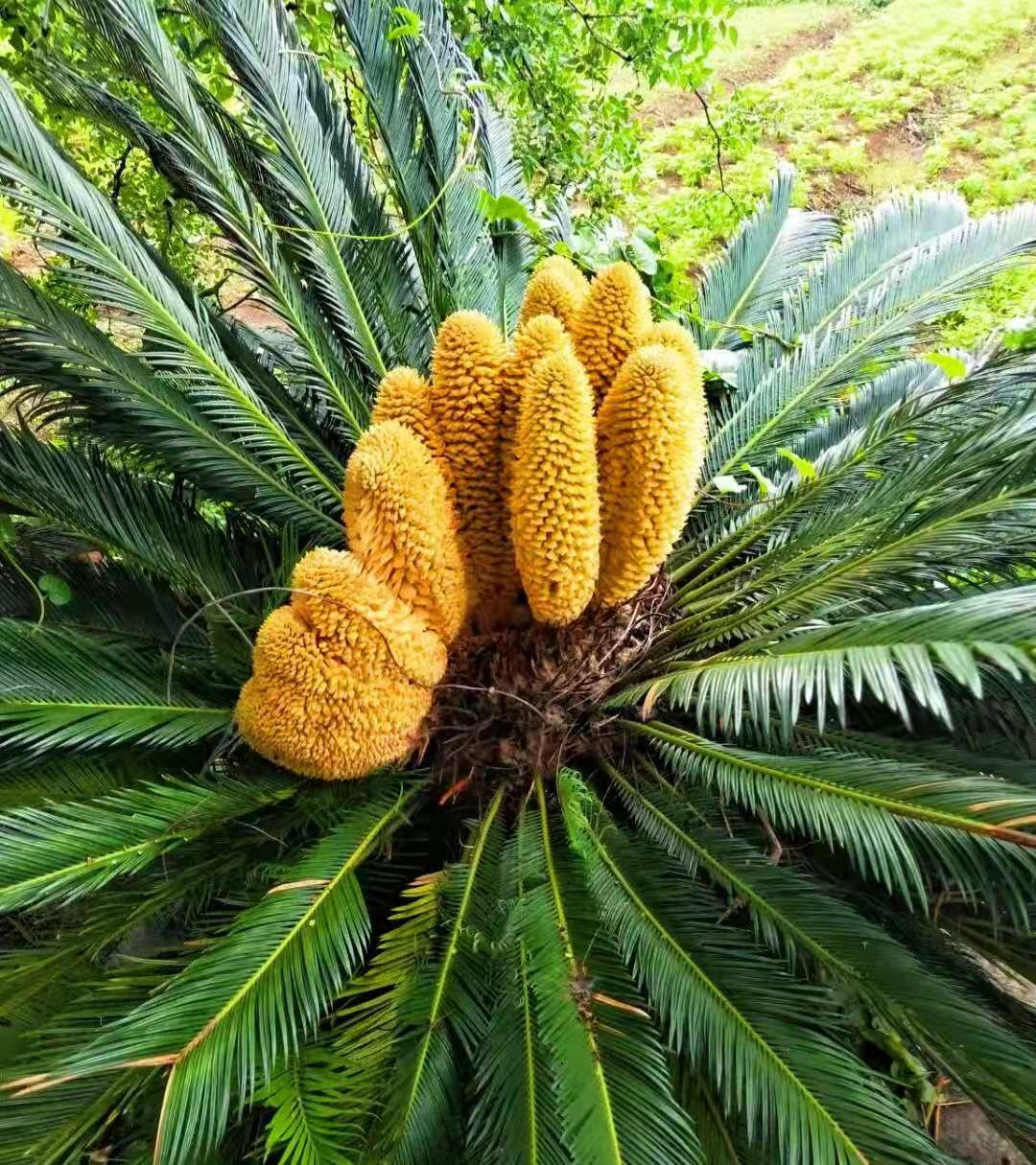 Người xưa nói: "Vạn tuế ngàn năm nở hoa, vạn năm đâm chồi này lộc", năm mới bày cây cảnh này mọi sự tốt lành - Ảnh 6.