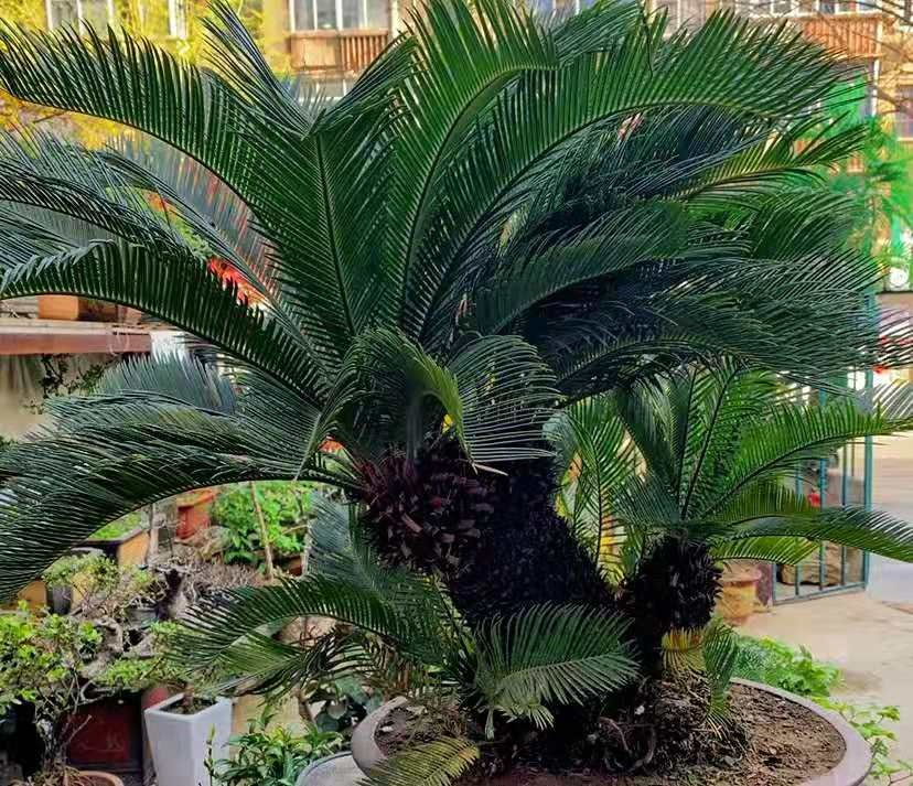 Người xưa nói: "Vạn tuế ngàn năm nở hoa, vạn năm đâm chồi này lộc", năm mới bày cây cảnh này mọi sự tốt lành - Ảnh 1.