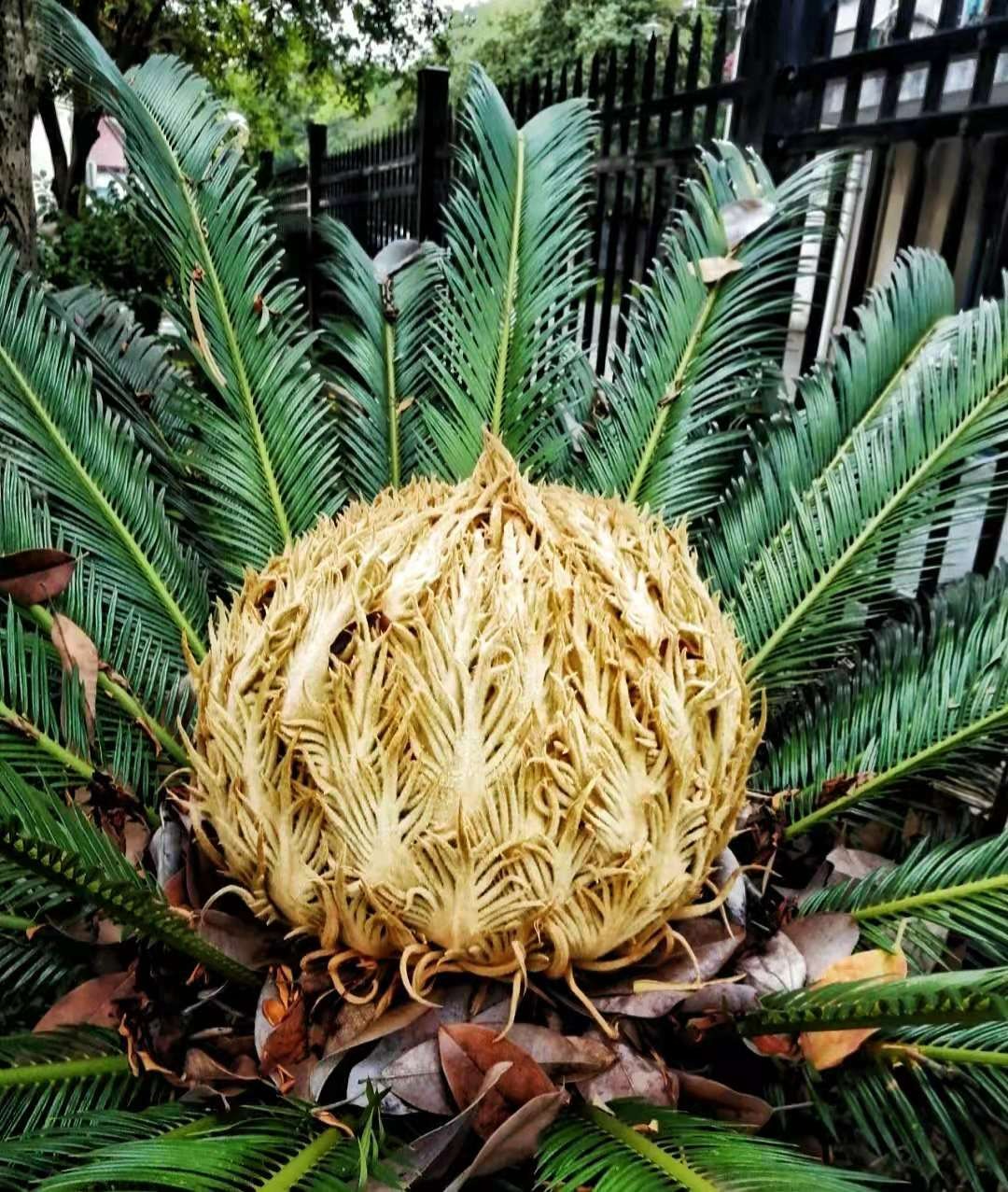 Người xưa nói: "Vạn tuế ngàn năm nở hoa, vạn năm đâm chồi này lộc", năm mới bày cây cảnh này mọi sự tốt lành - Ảnh 8.