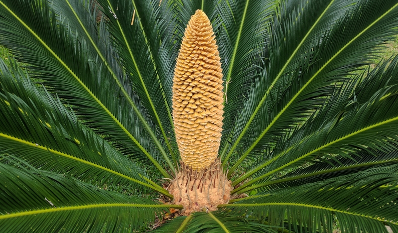 Người xưa nói: "Vạn tuế ngàn năm nở hoa, vạn năm đâm chồi này lộc", năm mới bày cây cảnh này mọi sự tốt lành - Ảnh 10.