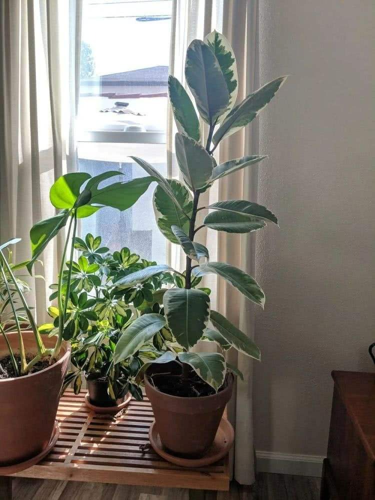 Năm mới sắp sang, trồng 7 cây cảnh lá lớn trong phòng khách mang lại điềm lành, vận may và phú quý - Ảnh 6.