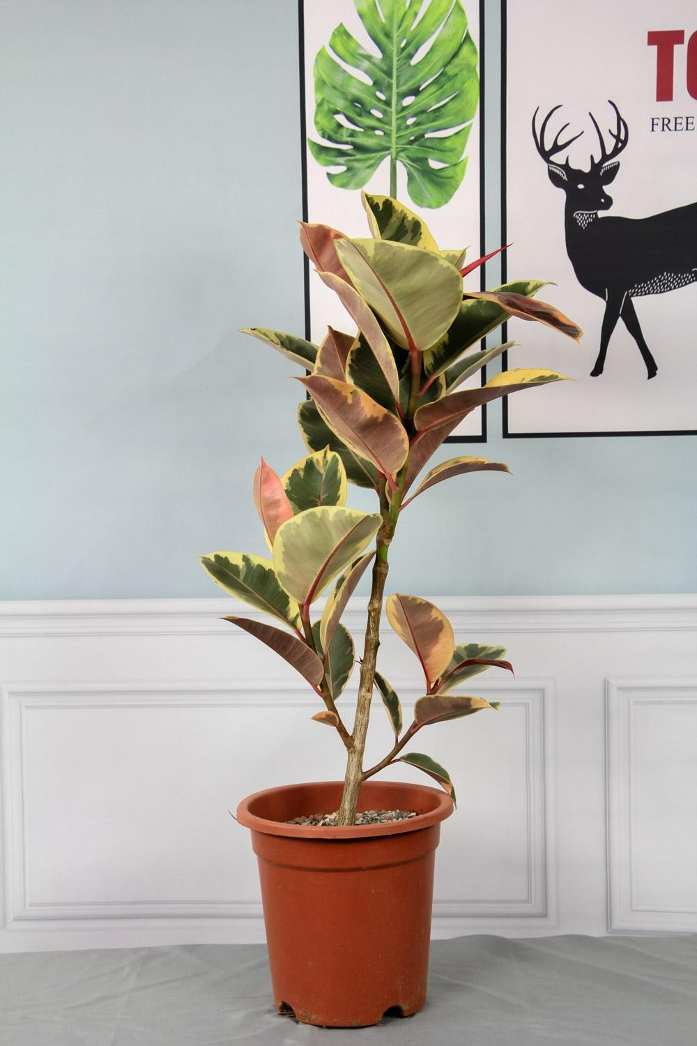 Năm mới sắp sang, trồng 7 cây cảnh lá lớn trong phòng khách mang lại điềm lành, vận may và phú quý - Ảnh 5.