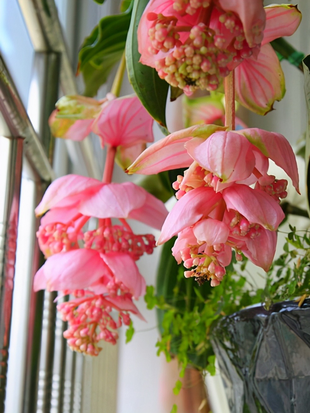 Năm mới sắp sang, trồng 7 cây cảnh lá lớn trong phòng khách mang lại điềm lành, vận may và phú quý - Ảnh 14.