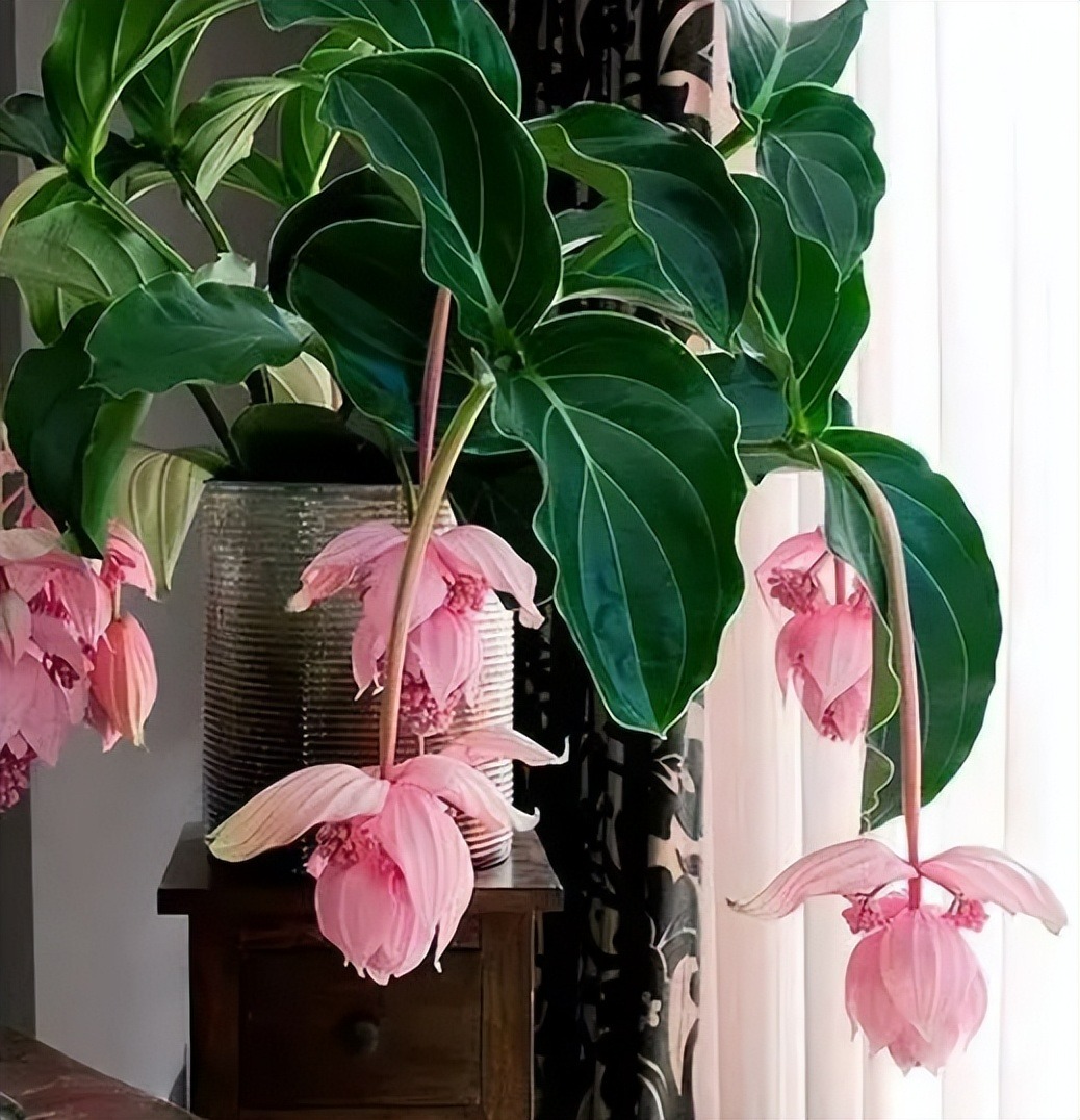 Năm mới sắp sang, trồng 7 cây cảnh lá lớn trong phòng khách mang lại điềm lành, vận may và phú quý - Ảnh 15.