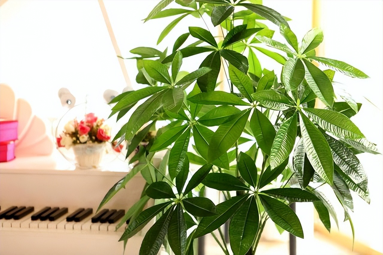 Năm mới sắp sang, trồng 7 cây cảnh lá lớn trong phòng khách mang lại điềm lành, vận may và phú quý - Ảnh 10.