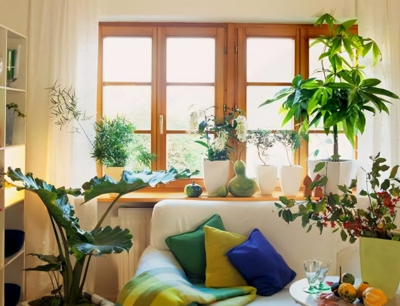 Năm mới sắp sang, trồng 7 cây cảnh lá lớn trong phòng khách mang lại điềm lành, vận may và phú quý - Ảnh 11.