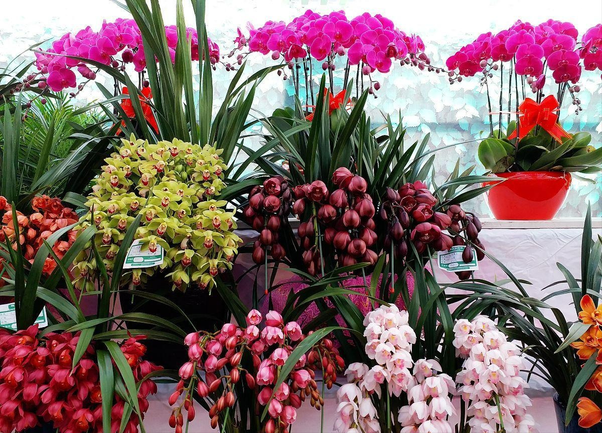 Năm mới sắp sang, trồng 7 cây cảnh lá lớn trong phòng khách mang lại điềm lành, vận may và phú quý - Ảnh 1.