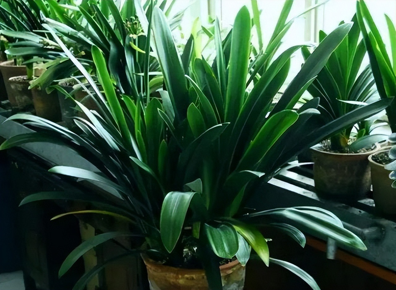 Năm mới sắp sang, trồng 7 cây cảnh lá lớn trong phòng khách mang lại điềm lành, vận may và phú quý - Ảnh 17.