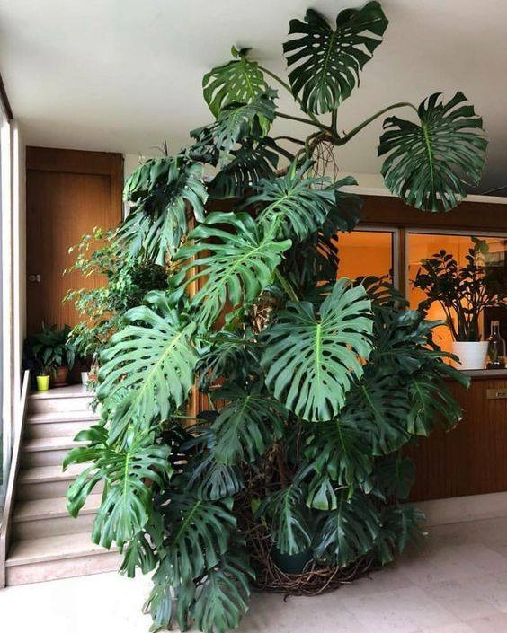 Năm mới sắp sang, trồng 7 cây cảnh lá lớn trong phòng khách mang lại điềm lành, vận may và phú quý - Ảnh 21.