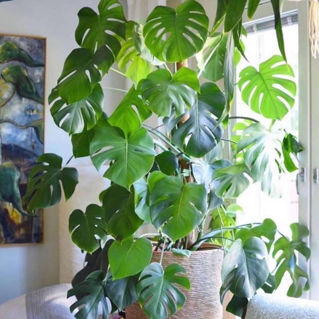 Năm mới sắp sang, trồng 7 cây cảnh lá lớn trong phòng khách mang lại điềm lành, vận may và phú quý - Ảnh 19.