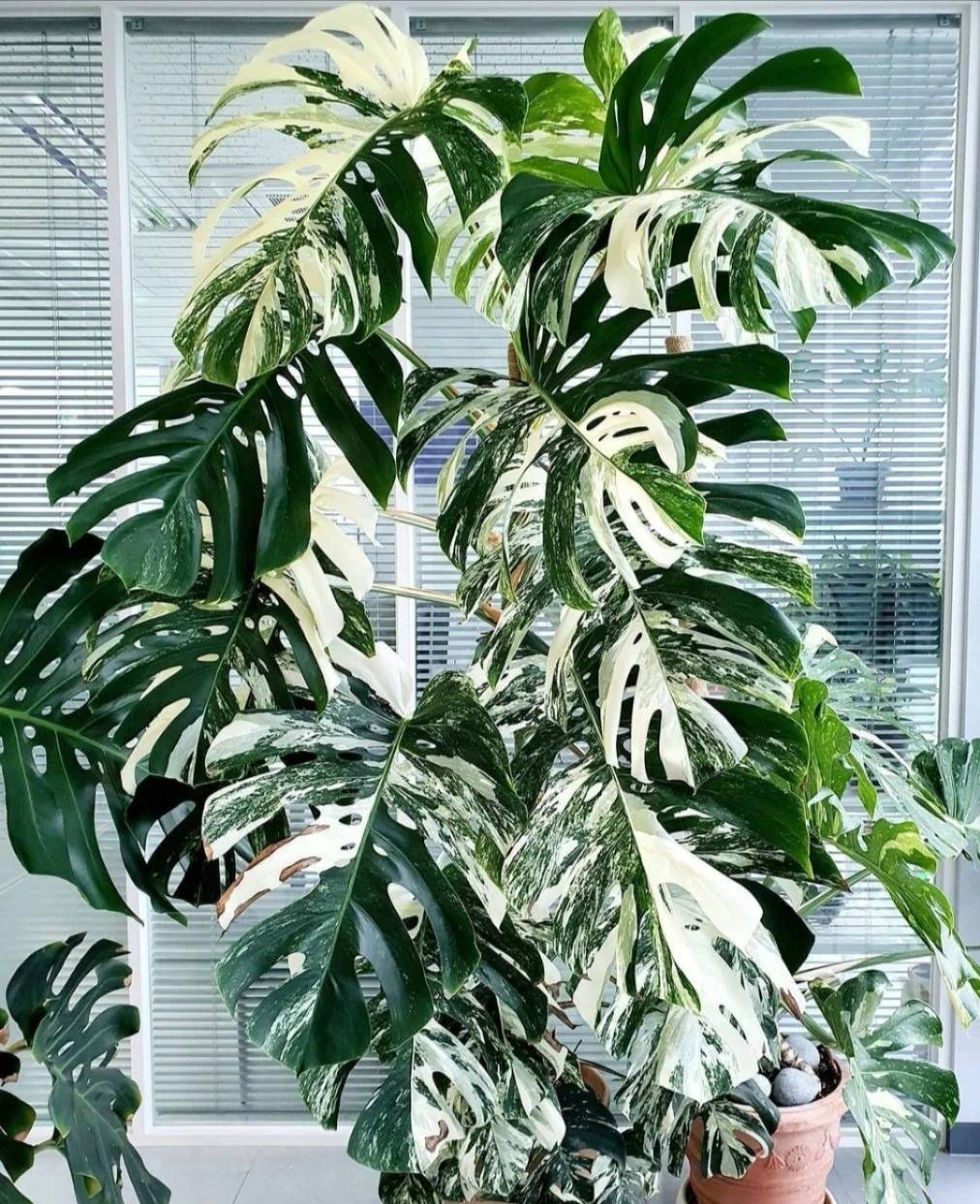 Năm mới sắp sang, trồng 7 cây cảnh lá lớn trong phòng khách mang lại điềm lành, vận may và phú quý - Ảnh 20.