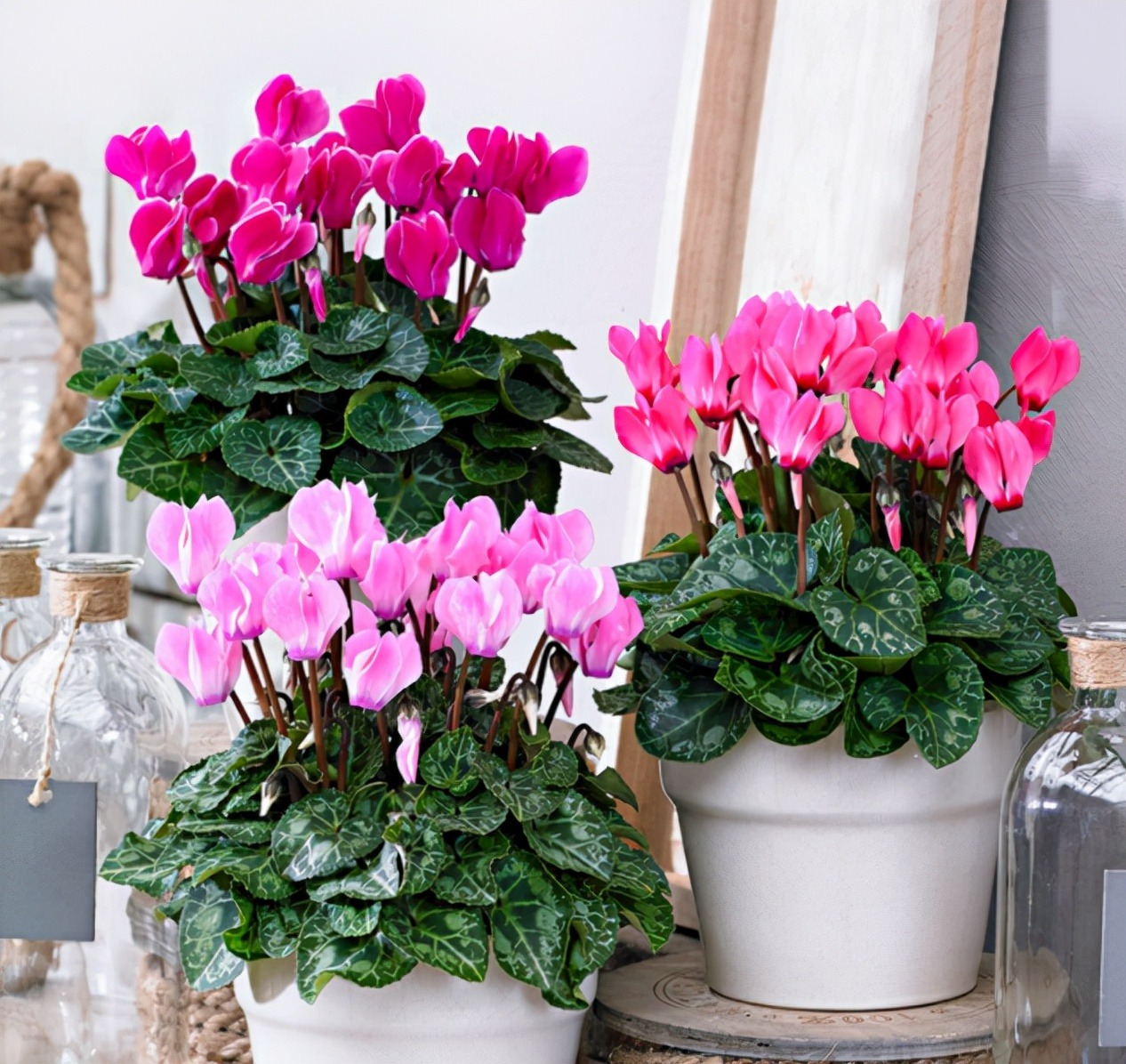 Tết Quý Mão, 5 cây cảnh nở hoa "cát tường", chưng tưng bừng trong nhà, đón phúc lộc an khang - Ảnh 2. Tết Quý Mão, 5 cây cảnh nở hoa "cát tường", chưng tưng bừng trong nhà, đón phúc lộc an khang - Ảnh 2.