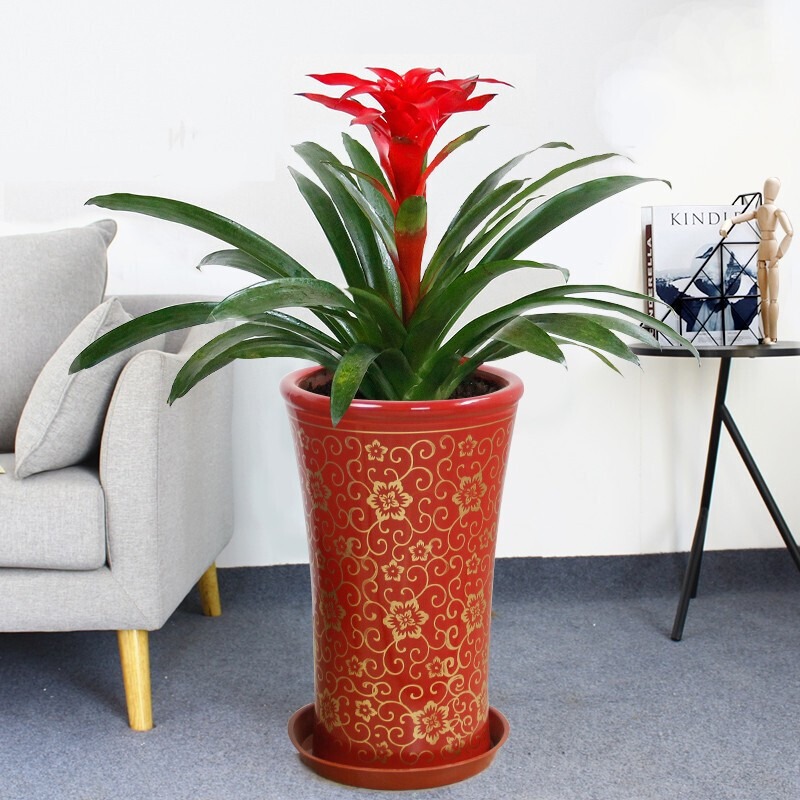 Tết Quý Mão, 5 cây cảnh nở hoa "cát tường", chưng tưng bừng trong nhà, đón phúc lộc an khang - Ảnh 8. Tết Quý Mão, 5 cây cảnh nở hoa "cát tường", chưng tưng bừng trong nhà, đón phúc lộc an khang - Ảnh 8.