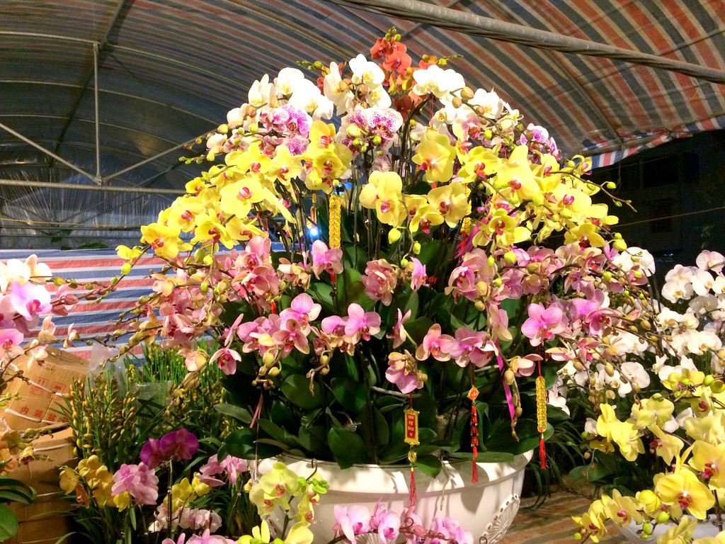 Tết Quý Mão, 5 cây cảnh nở hoa "cát tường", chưng tưng bừng trong nhà, đón phúc lộc an khang - Ảnh 5. Tết Quý Mão, 5 cây cảnh nở hoa "cát tường", chưng tưng bừng trong nhà, đón phúc lộc an khang - Ảnh 5.