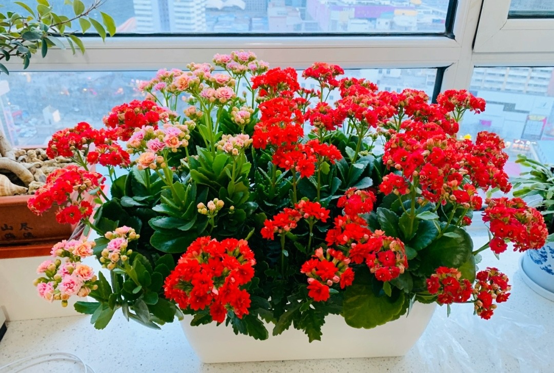 Tết Quý Mão, 5 cây cảnh nở hoa "cát tường", chưng tưng bừng trong nhà, đón phúc lộc an khang - Ảnh 9. Tết Quý Mão, 5 cây cảnh nở hoa "cát tường", chưng tưng bừng trong nhà, đón phúc lộc an khang - Ảnh 9.