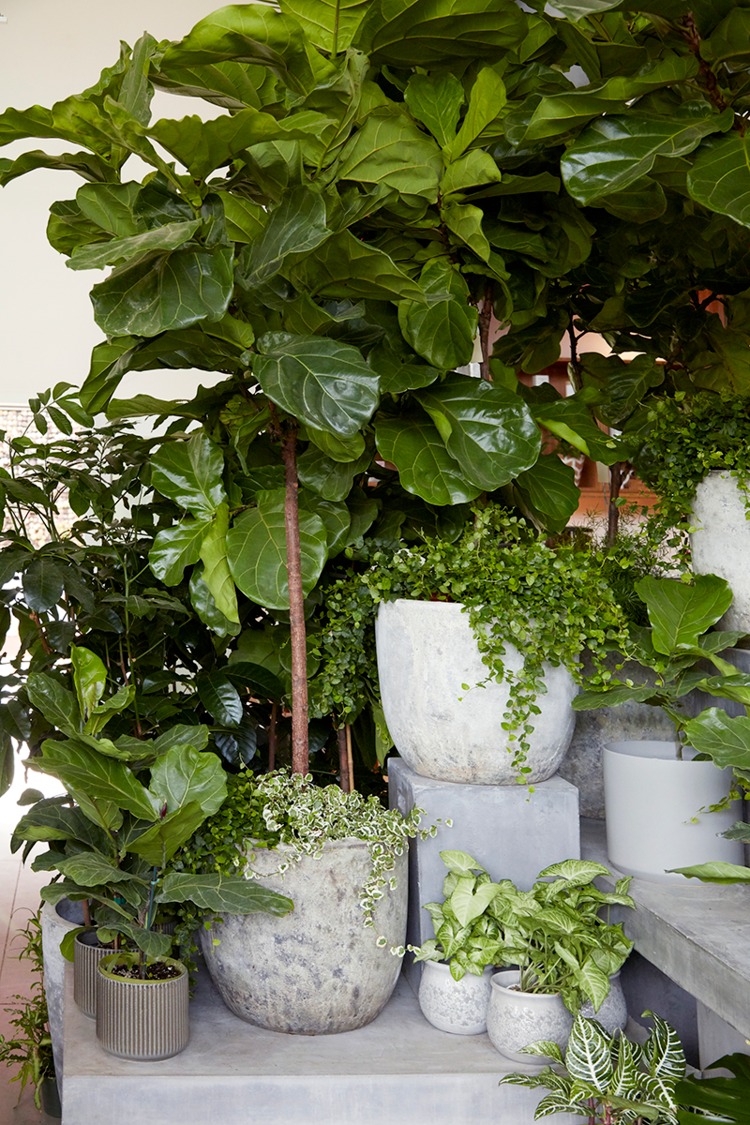 Mua cây cảnh về chưng Tết, cẩn thận 4 điều để tránh xui xẻo, thất thoát tài lộc vào năm mới - Ảnh 7.