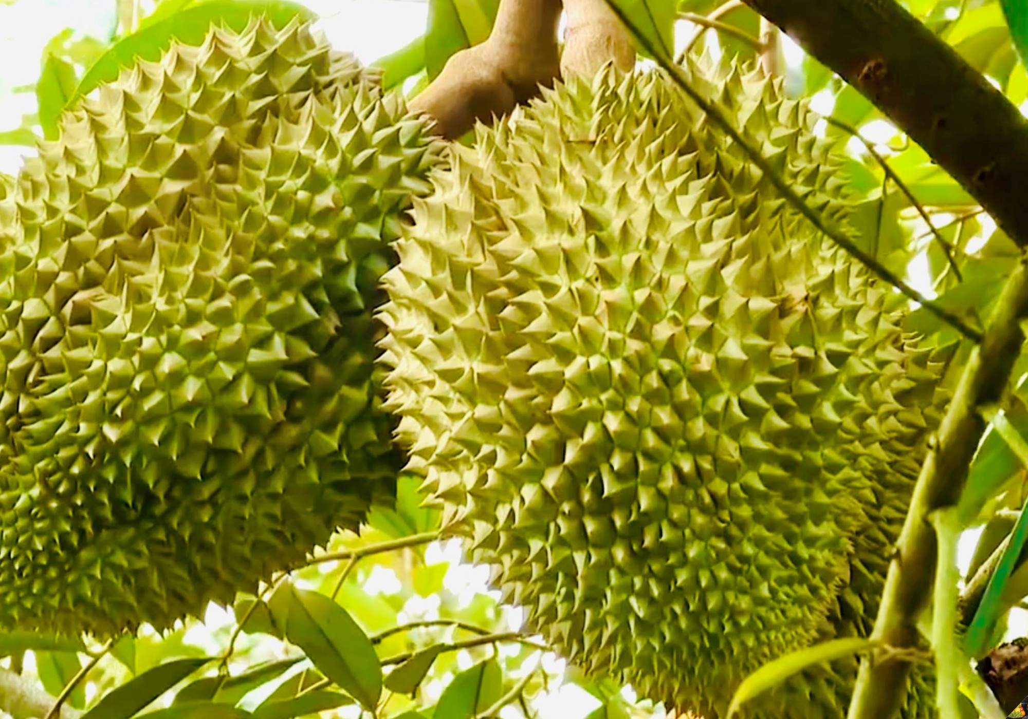 Bày mâm ngũ quả ngày Tết 3 miền Bắc - Trung - Nam nhớ kỹ 5 điều để hút may mắn, tài lộc - Ảnh 9. Bày mâm ngũ quả ngày Tết 3 miền Bắc - Trung - Nam nhớ kỹ 5 điều để hút may mắn, tài lộc - Ảnh 9.