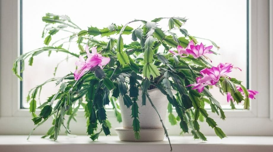 Mua cây cảnh về chưng Tết, cẩn thận 4 điều để tránh xui xẻo, thất thoát tài lộc vào năm mới - Ảnh 5.