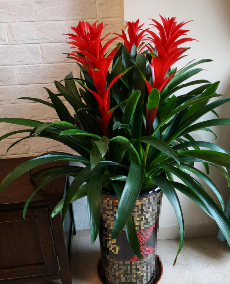 6 cây cảnh đặc biệt đón Tết Nguyên đán, hoa rực rỡ, trái xum xuê, năm mới đầy tài lộc - Ảnh 6.