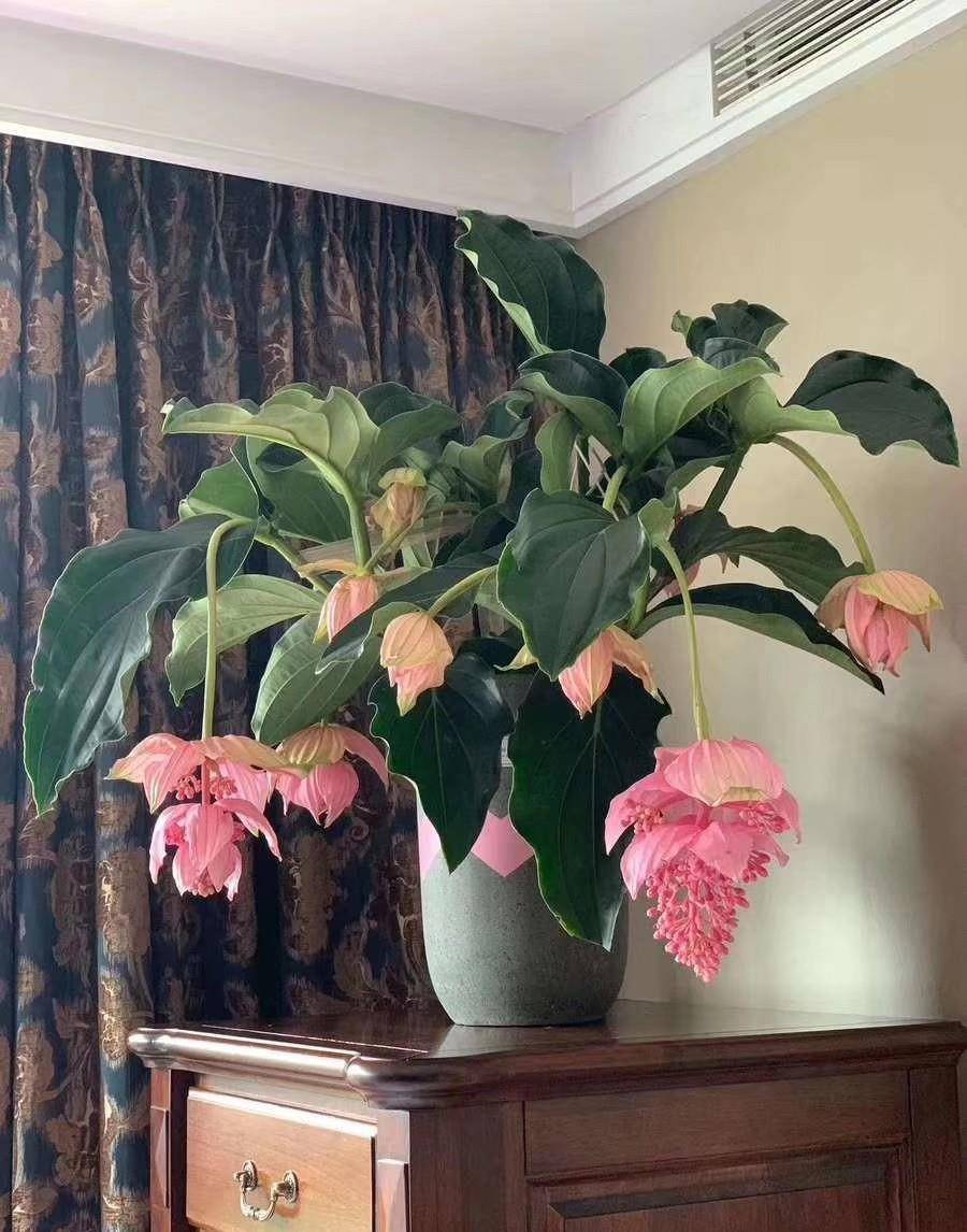 6 cây cảnh đặc biệt đón Tết Nguyên đán, hoa rực rỡ, trái xum xuê, năm mới đầy tài lộc - Ảnh 10.