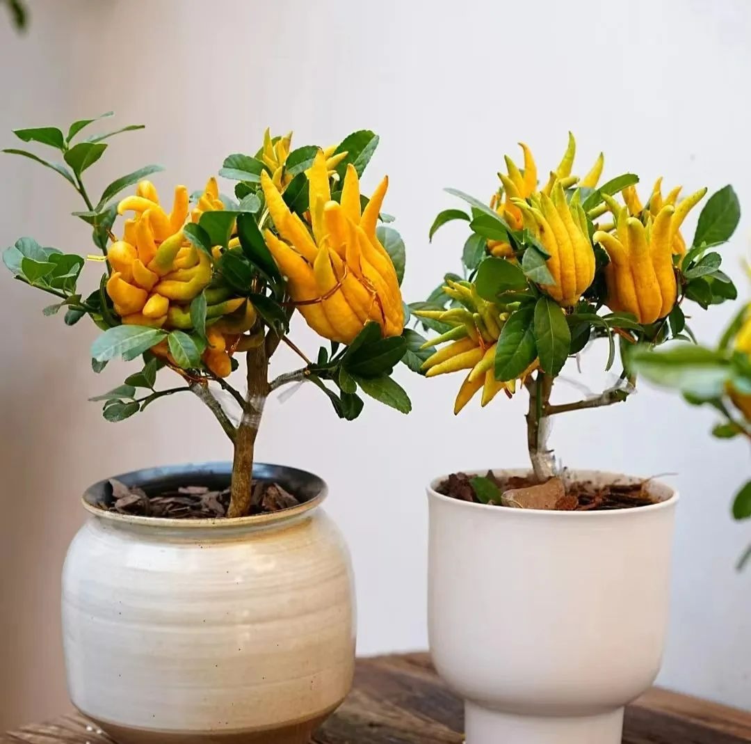 6 cây cảnh đặc biệt đón Tết Nguyên đán, hoa rực rỡ, trái xum xuê, năm mới đầy tài lộc - Ảnh 1.