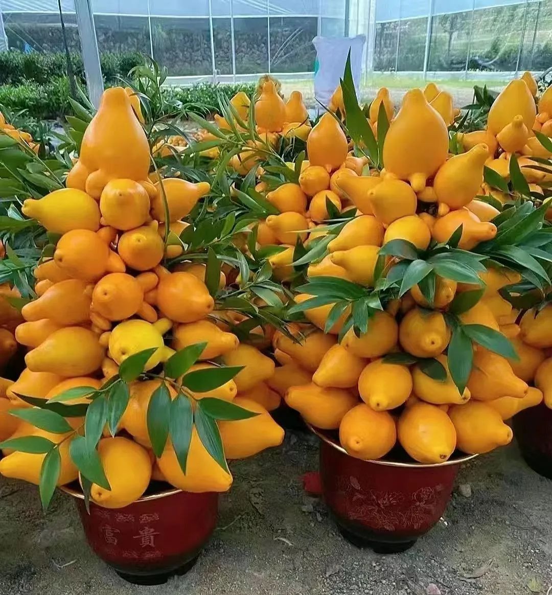 6 cây cảnh đặc biệt đón Tết Nguyên đán, hoa rực rỡ, trái xum xuê, năm mới đầy tài lộc - Ảnh 3.