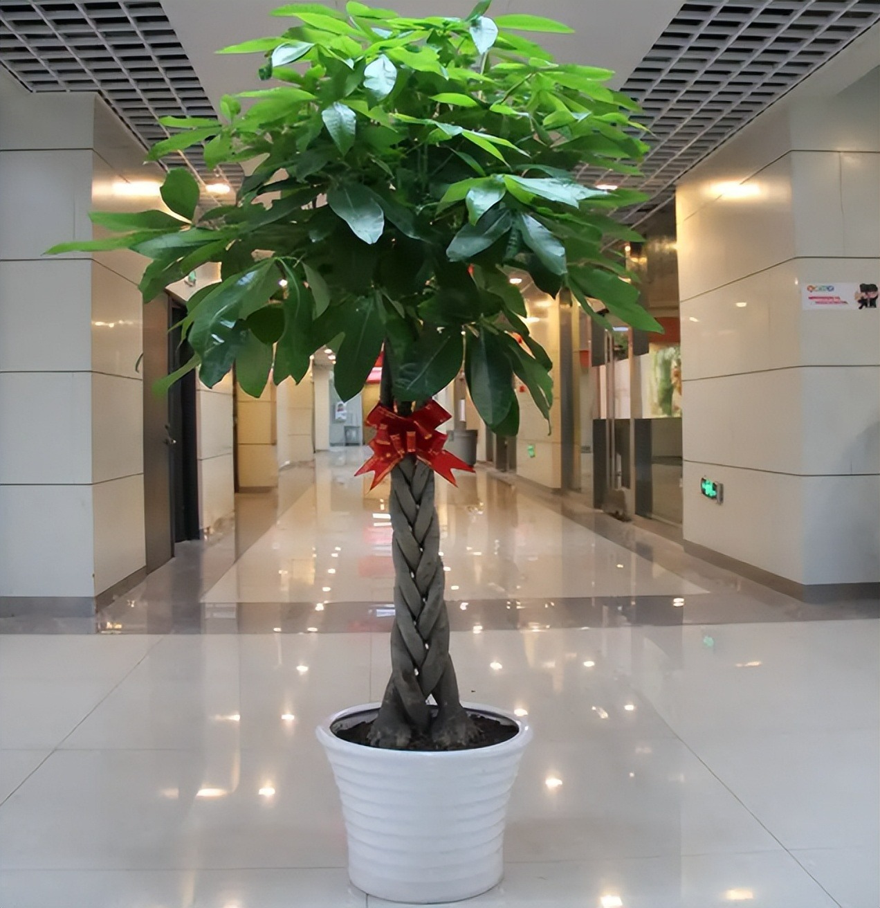 6 cây cảnh thủy canh đẹp rực rỡ, sáng long lanh, giúp hút lộc, vượng khí cho gia chủ đầu năm mới  - Ảnh 9.