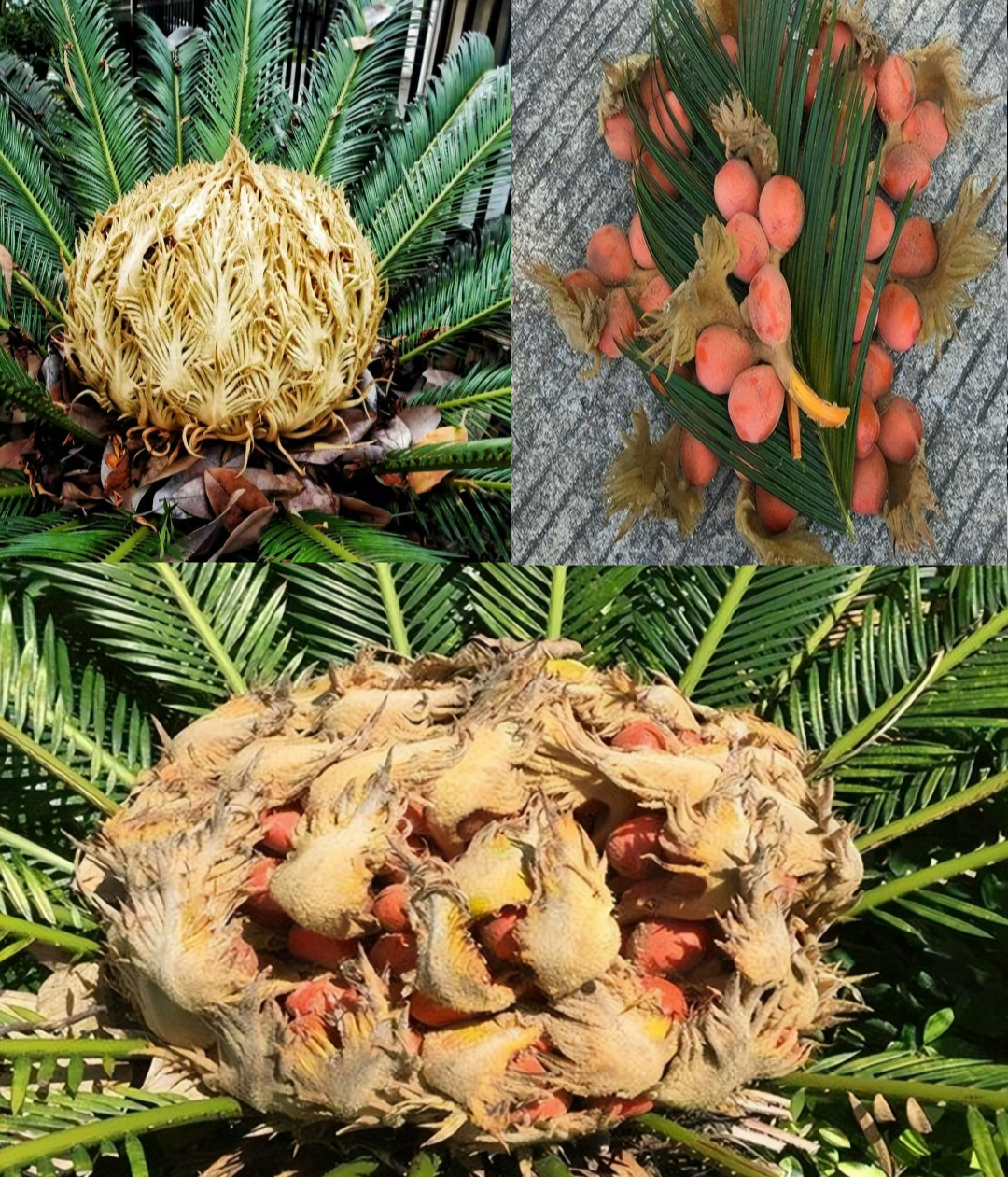 Người xưa nói: "10 hoa đua nở, vạn sự như ý", cây cảnh này nở hoa, năm mới nhà có lộc - Ảnh 6.