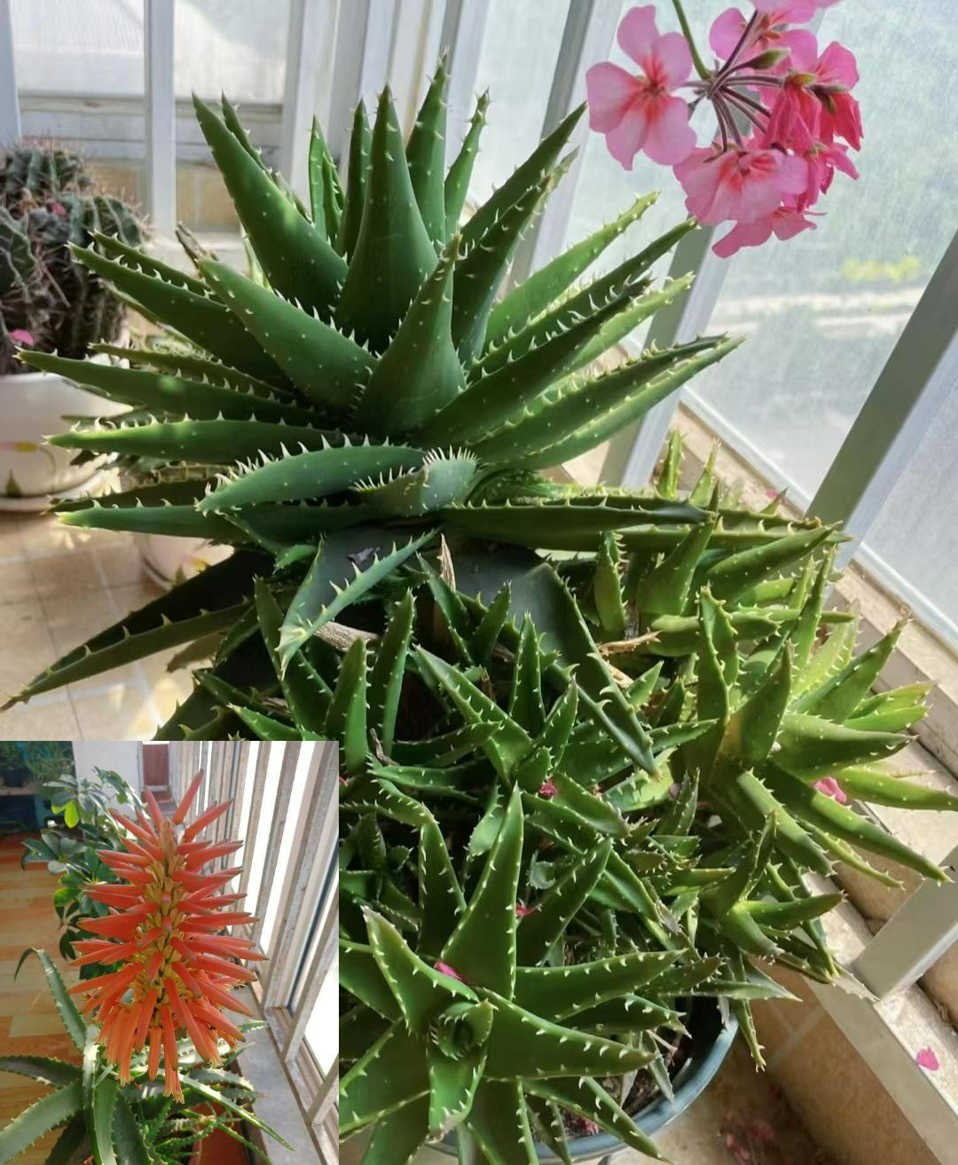 Người xưa nói: "10 hoa đua nở, vạn sự như ý", cây cảnh này nở hoa, năm mới nhà có lộc - Ảnh 7.