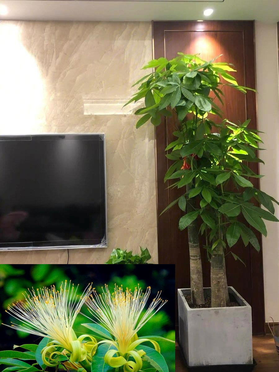 Người xưa nói: "10 hoa đua nở, vạn sự như ý", cây cảnh này nở hoa, năm mới nhà có lộc - Ảnh 4.