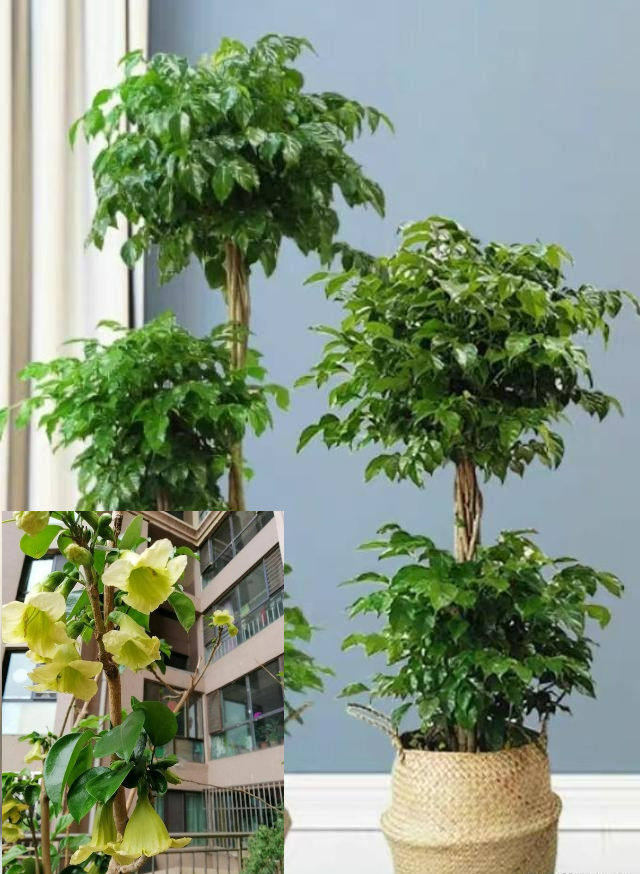 Người xưa nói: "10 hoa đua nở, vạn sự như ý", cây cảnh này nở hoa, năm mới nhà có lộc - Ảnh 2.