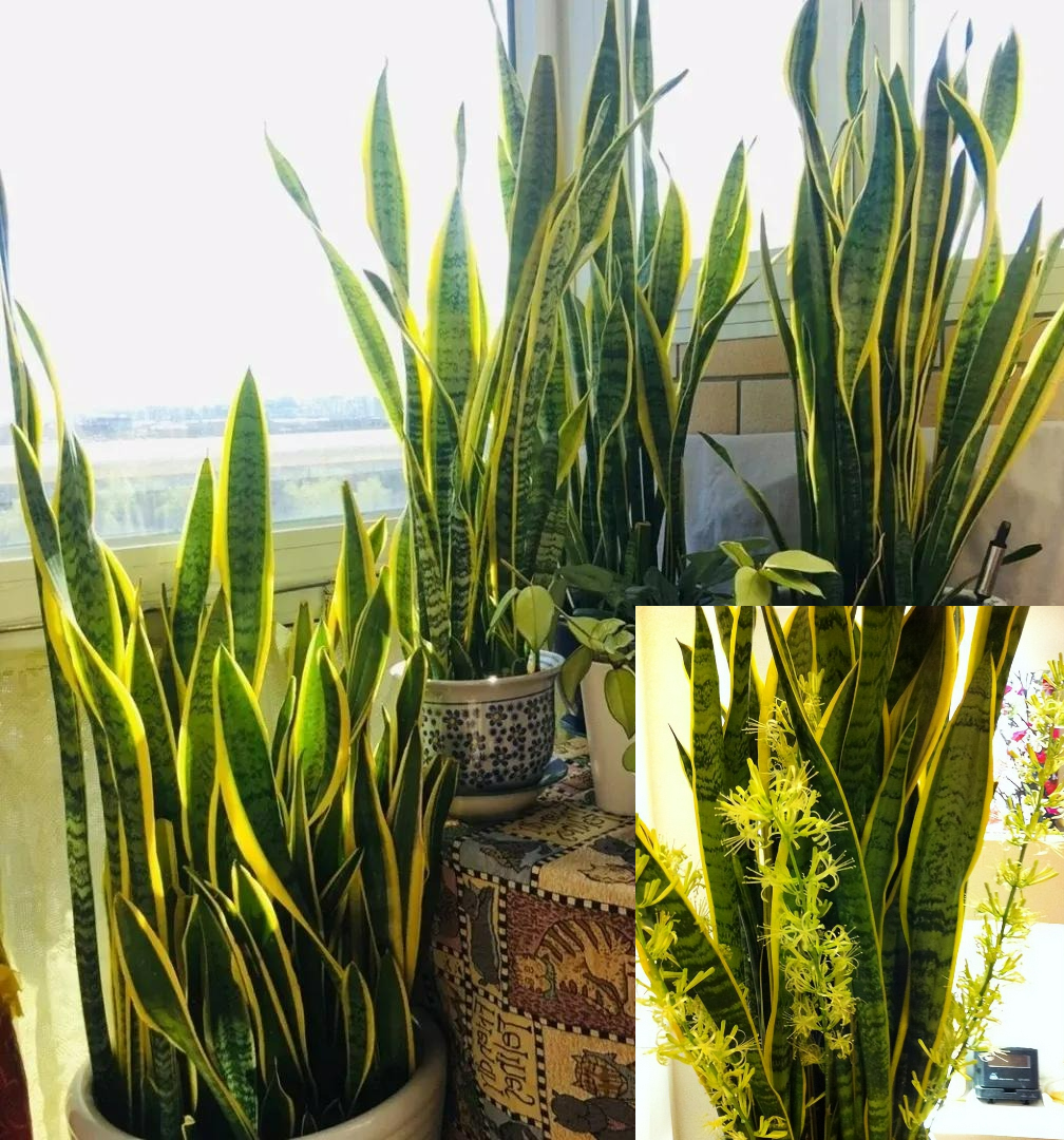 Người xưa nói: "10 hoa đua nở, vạn sự như ý", cây cảnh này nở hoa, năm mới nhà có lộc - Ảnh 8.