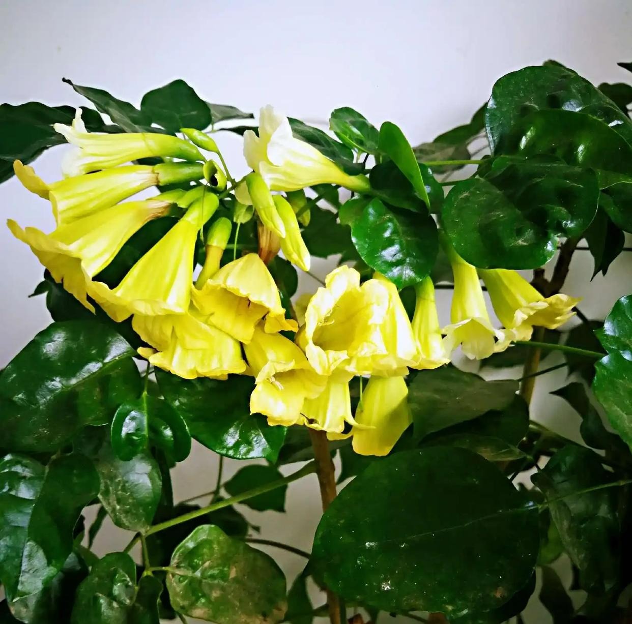 Người xưa nói: "10 hoa đua nở, vạn sự như ý", cây cảnh này nở hoa, năm mới nhà có lộc - Ảnh 3.