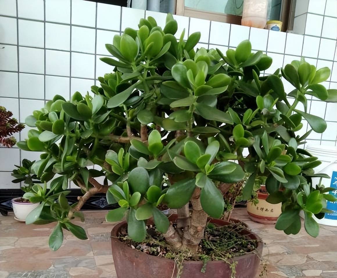 Người xưa nói: "10 hoa đua nở, vạn sự như ý", cây cảnh này nở hoa, năm mới nhà có lộc - Ảnh 13.