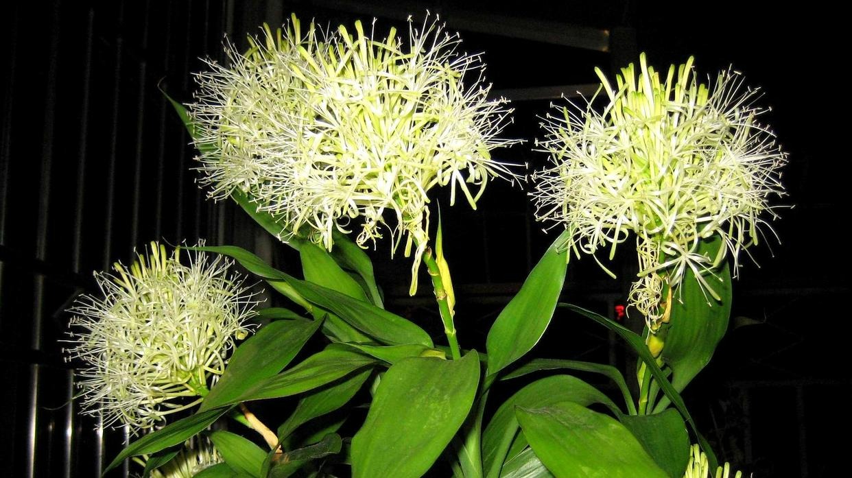 Người xưa nói: "10 hoa đua nở, vạn sự như ý", cây cảnh này nở hoa, năm mới nhà có lộc - Ảnh 16.